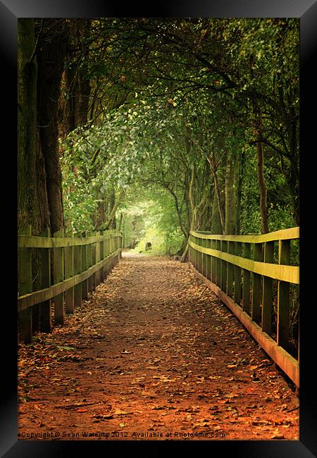 Woodland walk Framed Print by Sean Wareing