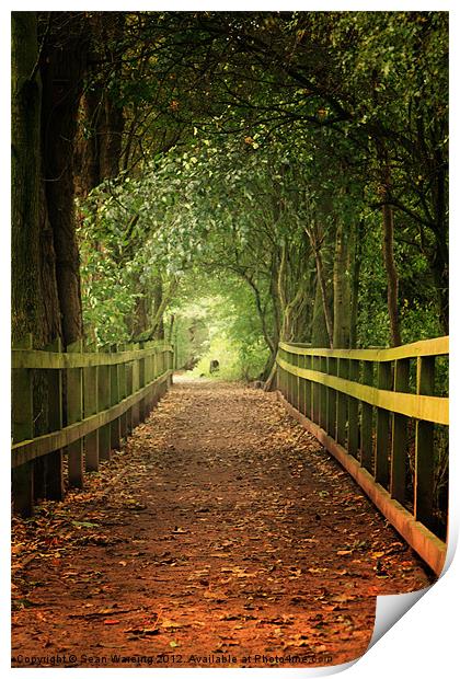 Woodland walk Print by Sean Wareing