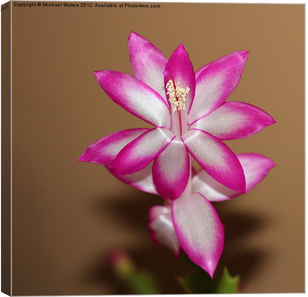 Natural Pink Christmas Cactus Canvas Print by Michael Waters Photography