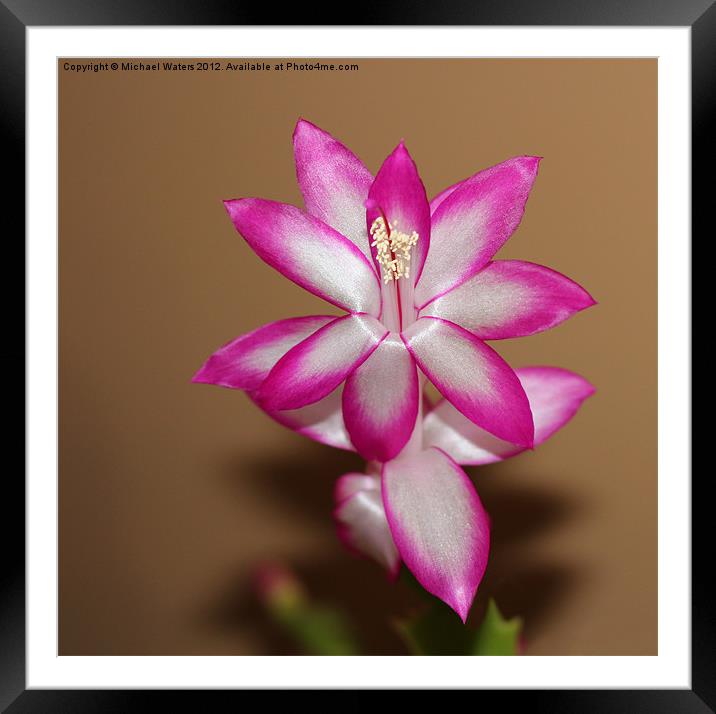 Natural Pink Christmas Cactus Framed Mounted Print by Michael Waters Photography