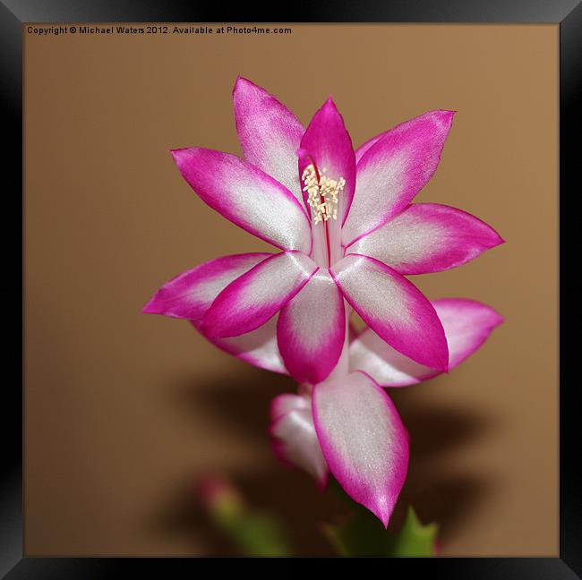 Natural Pink Christmas Cactus Framed Print by Michael Waters Photography