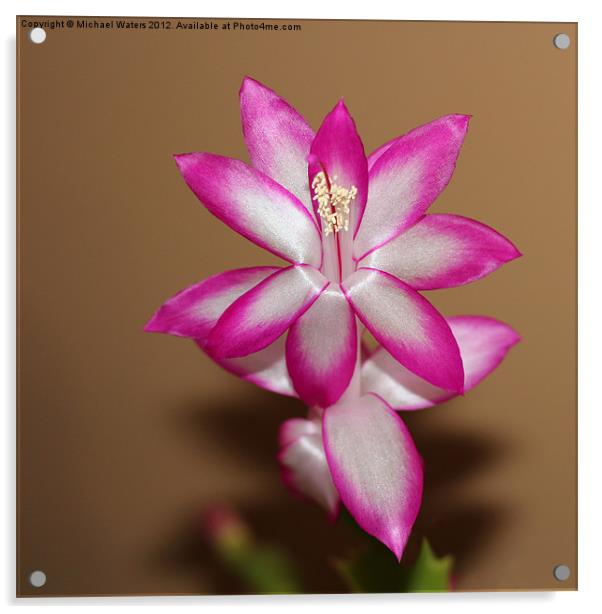 Natural Pink Christmas Cactus Acrylic by Michael Waters Photography