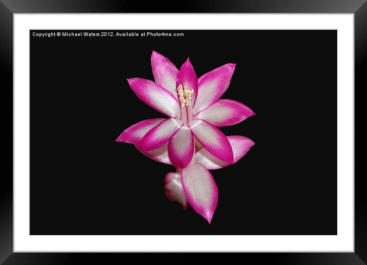 Pink Christmas Cactus on Black Framed Mounted Print by Michael Waters Photography