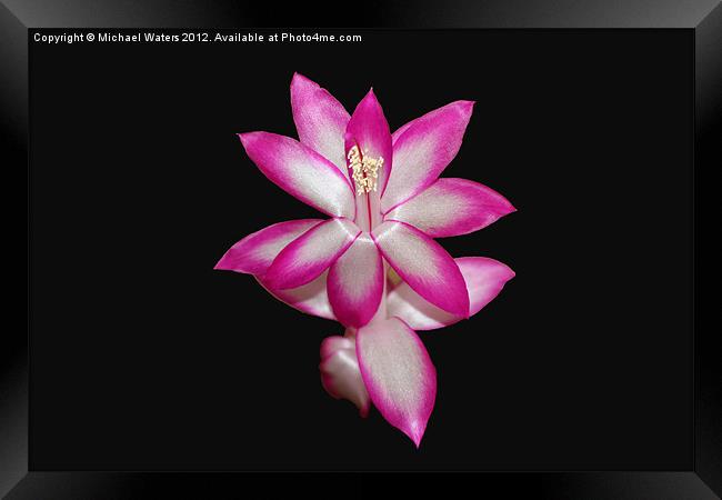 Pink Christmas Cactus on Black Framed Print by Michael Waters Photography