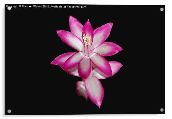 Pink Christmas Cactus on Black Acrylic by Michael Waters Photography