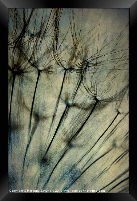 Dandelion Artsy. Framed Print by Rosanna Zavanaiu