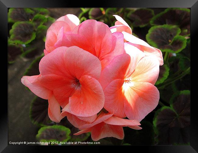 Geranium in Sunlight Framed Print by james richmond