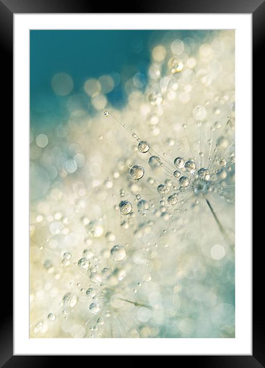 Dandy Dazzle Framed Mounted Print by Sharon Johnstone