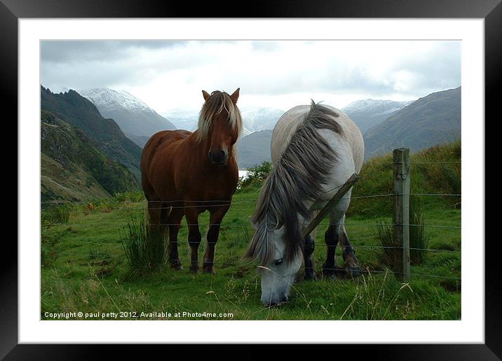 Loch Duich Horses Framed Mounted Print by paul petty