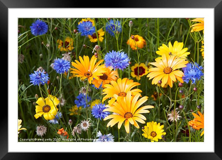 Olympic Park Flowers Framed Mounted Print by paul petty