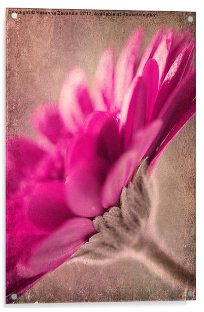 Gerbera Pinkness. Acrylic by Rosanna Zavanaiu