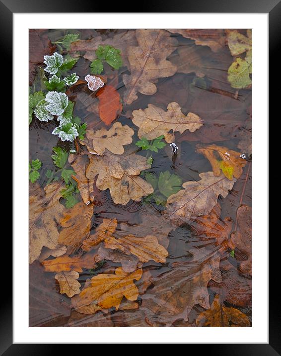 Frozen Autumn Leaves Framed Mounted Print by Andrew Bradshaw