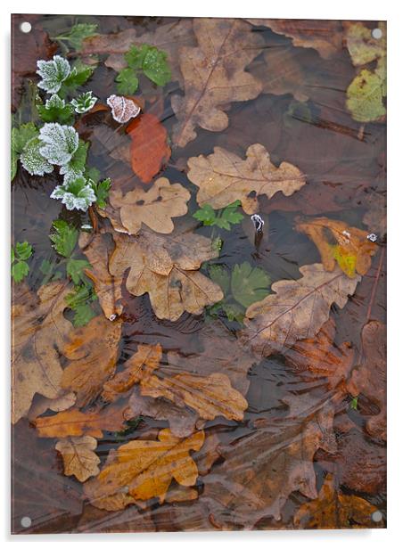 Frozen Autumn Leaves Acrylic by Andrew Bradshaw