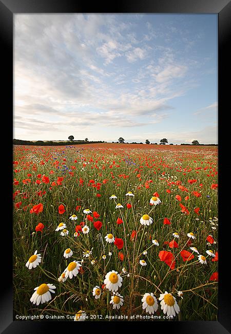 Poppy Field Framed Print by Graham Custance