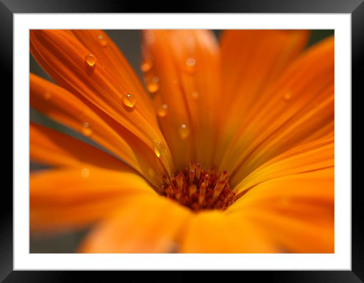 Raindrops on petals Framed Mounted Print by Andrew Bradshaw