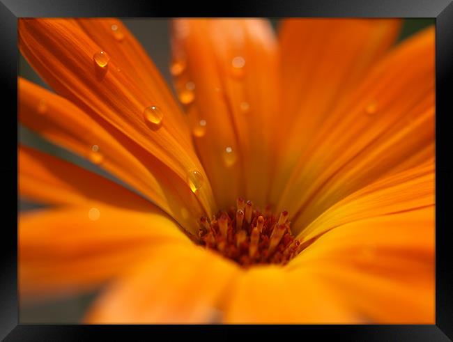 Raindrops on petals Framed Print by Andrew Bradshaw