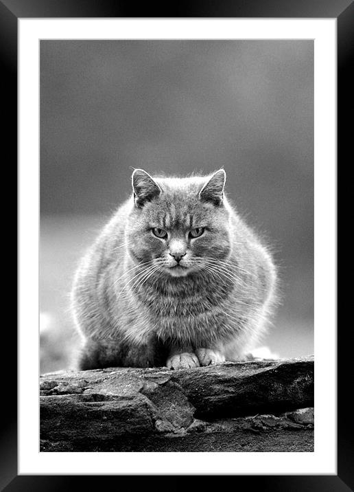 Grey Cat Framed Mounted Print by Gavin Wilson