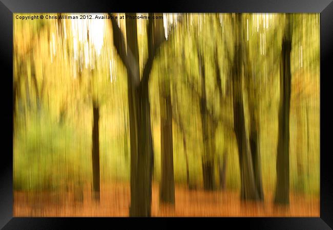 Autumn Woods Framed Print by Chris Willman