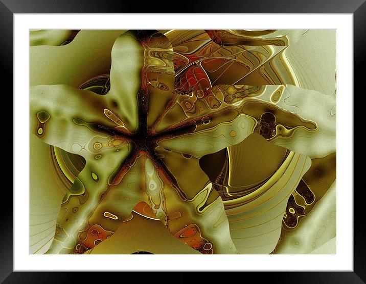 Bright Star Framed Mounted Print by Amanda Moore