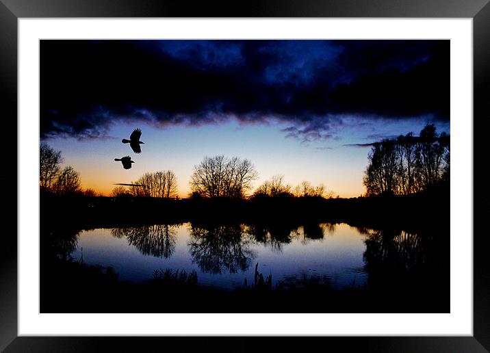 Flying crows,sunset Framed Mounted Print by Catherine Davies