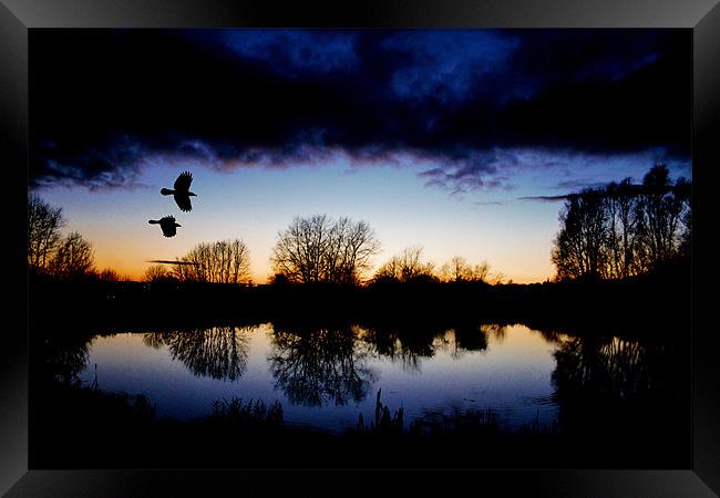 Flying crows,sunset Framed Print by Catherine Davies