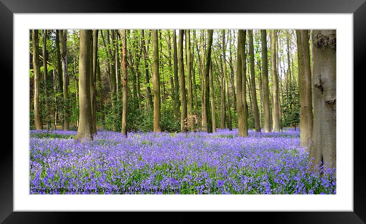 Bluebell wood Framed Mounted Print by Paula Palmer canvas