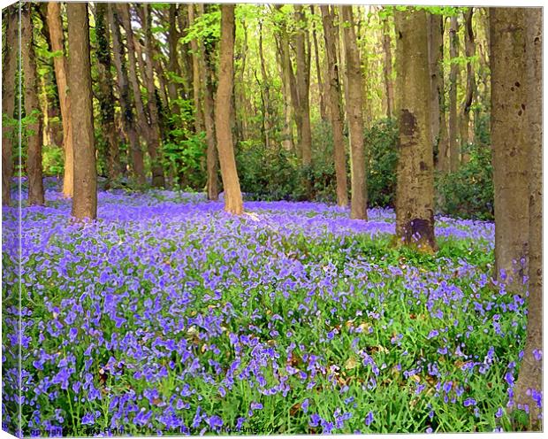 Arty bluebell wood 2 Canvas Print by Paula Palmer canvas