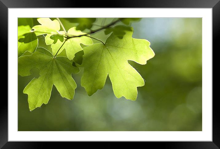 Summertime Leaves Framed Mounted Print by Paul Fisher