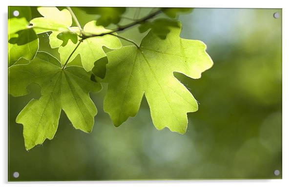 Summertime Leaves Acrylic by Paul Fisher