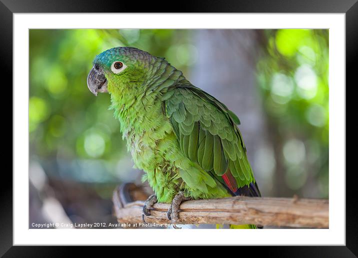 blue naped parrot Framed Mounted Print by Craig Lapsley