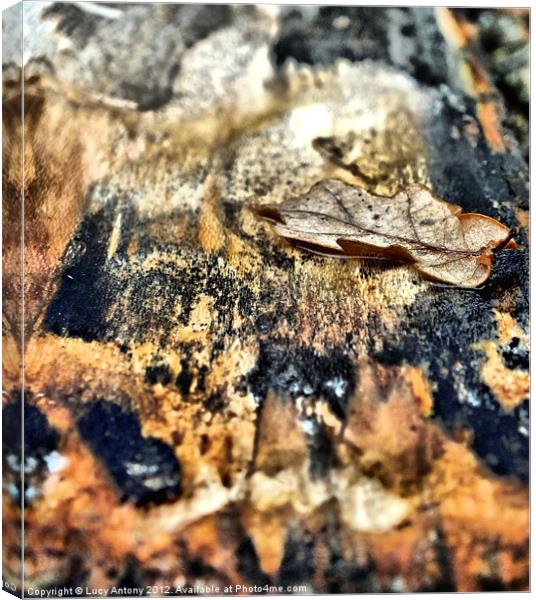 Oak leaf in bark Canvas Print by Lucy Antony