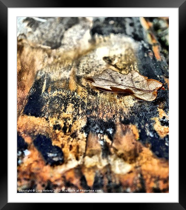 Oak leaf in bark Framed Mounted Print by Lucy Antony