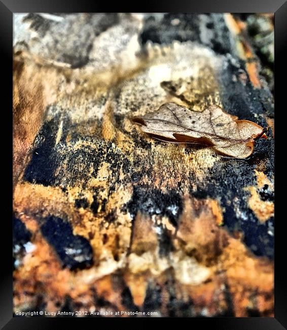 Oak leaf in bark Framed Print by Lucy Antony