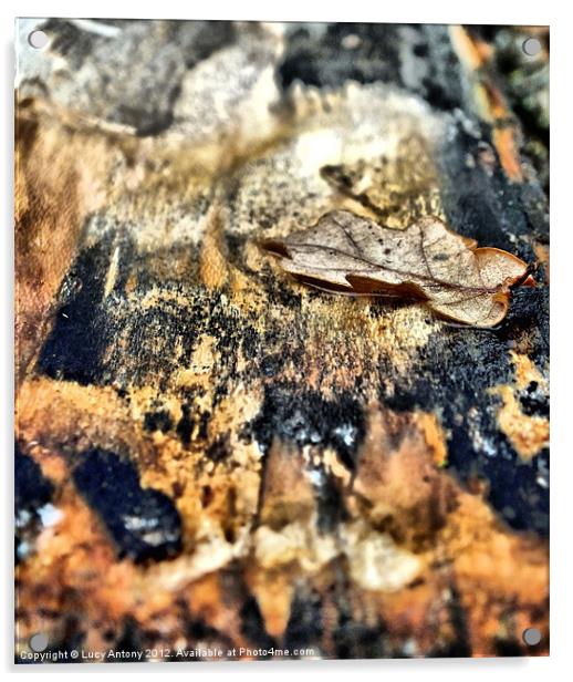 Oak leaf in bark Acrylic by Lucy Antony