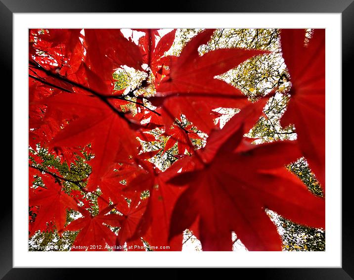 Autumn red Framed Mounted Print by Lucy Antony