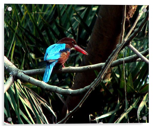 kingfisher  Acrylic by bishwarup dasgupta