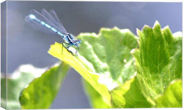 Blue dragonfly Canvas Print by Shaun Cope