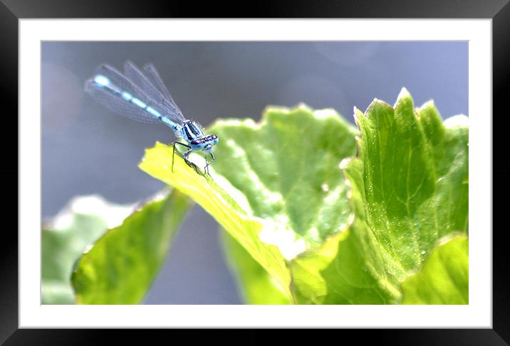 Blue dragonfly Framed Mounted Print by Shaun Cope