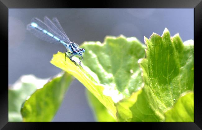 Blue dragonfly Framed Print by Shaun Cope