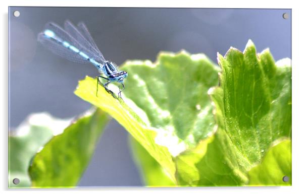 Blue dragonfly Acrylic by Shaun Cope