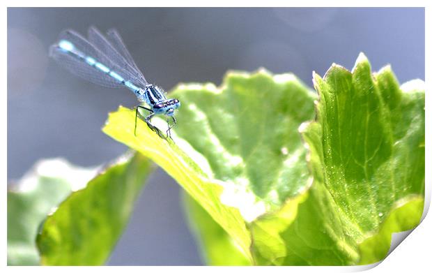 Blue dragonfly Print by Shaun Cope