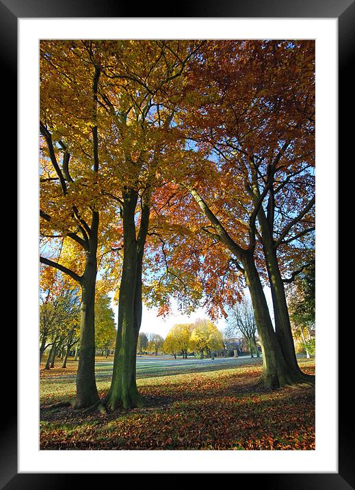 Autumn Parkland Framed Mounted Print by Stephen Wakefield