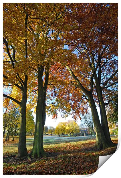 Autumn Parkland Print by Stephen Wakefield
