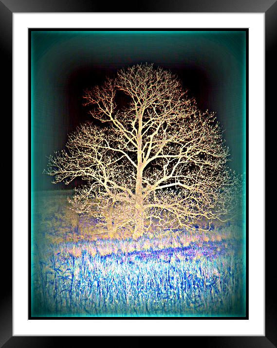 Tree of Life Framed Mounted Print by Laura McGlinn Photog