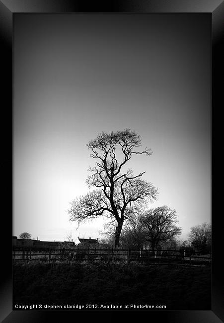 Old tree in monochrome Framed Print by stephen clarridge