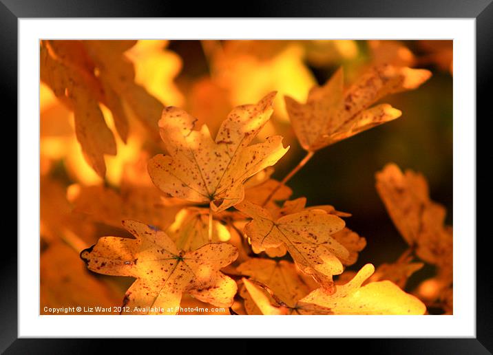Pure Gold Framed Mounted Print by Liz Ward