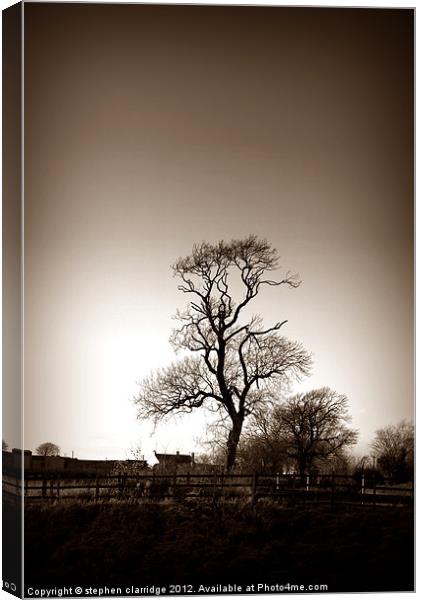 Old tree in sepia Canvas Print by stephen clarridge