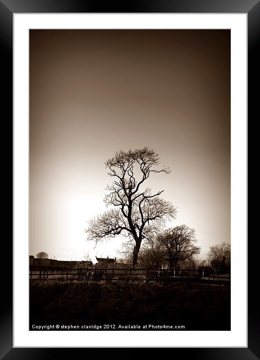 Old tree in sepia Framed Mounted Print by stephen clarridge