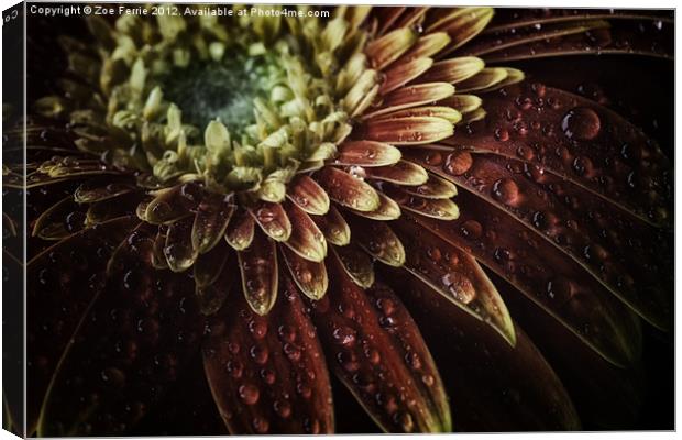 Macro photograph of Waterdrops on a Gerbera Daisy Canvas Print by Zoe Ferrie