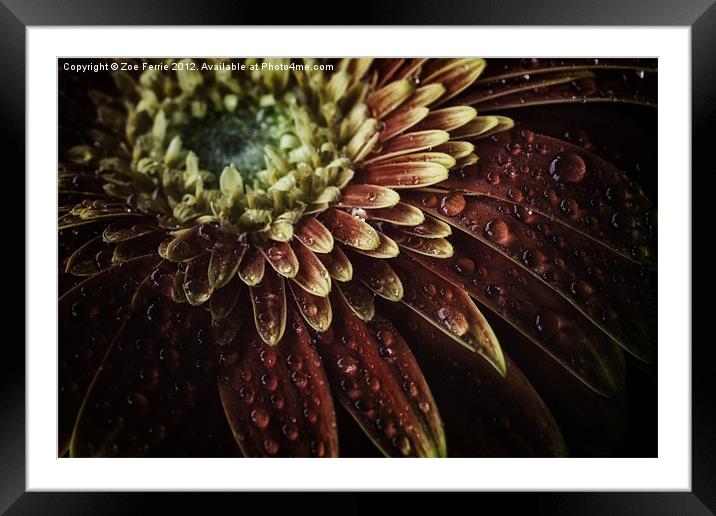 Macro photograph of Waterdrops on a Gerbera Daisy Framed Mounted Print by Zoe Ferrie